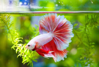 Best Filter for Betta Fish – Complete Buyers Guide