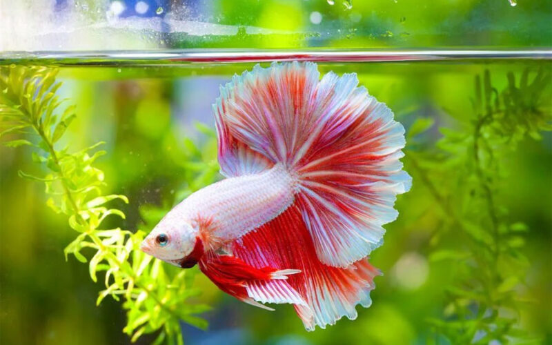 Best Filter for Betta Fish – Complete Buyers Guide