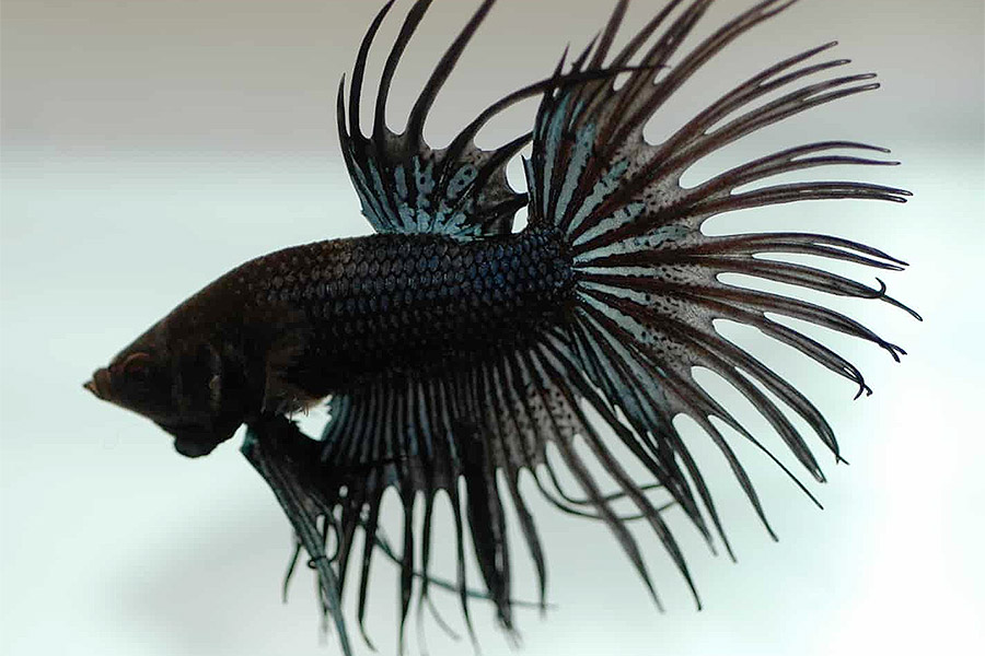 Dark betta with black skin color