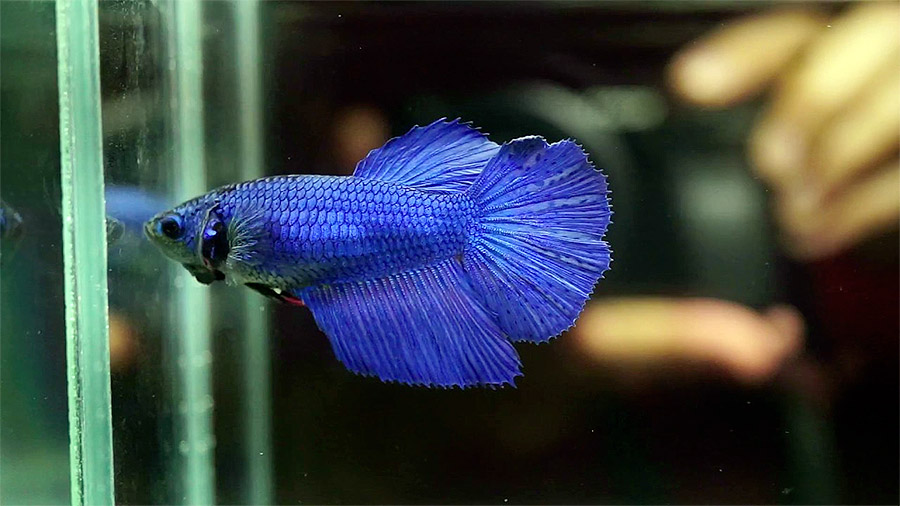 Blue betta fish