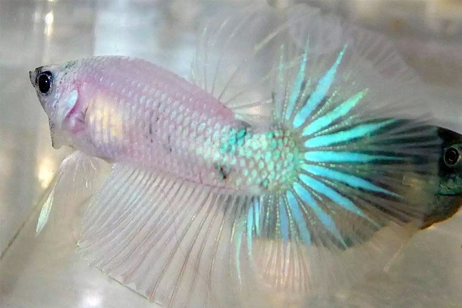 Cellophane betta fish