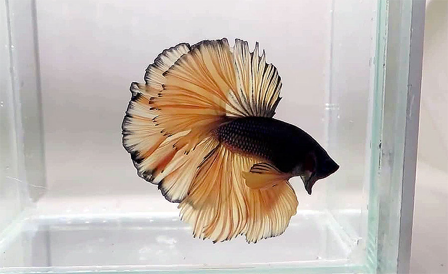 Chocolate-colored betta fish