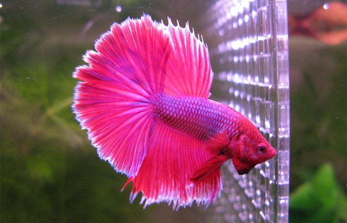 A beautiful pink betta fish