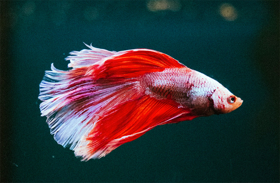 Dazzling betta fish with red color