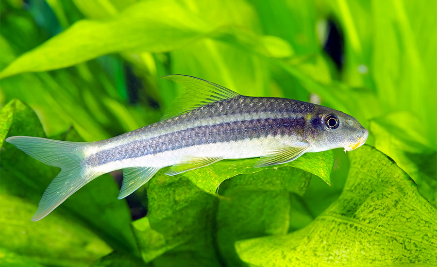 One way to remove black beard algae is by placing Siamese algae eater in your fish tanks