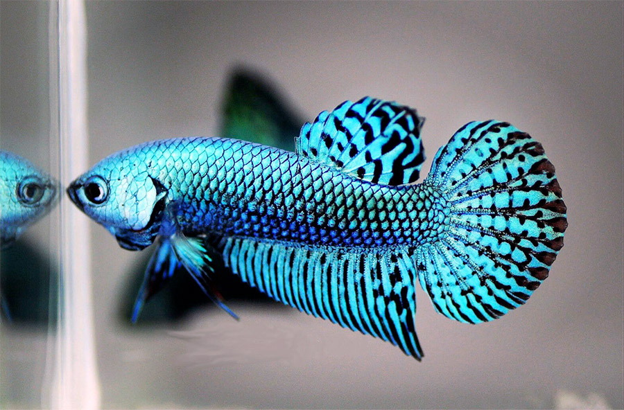 Betta fish with a really stunning Stunning turquoise color
