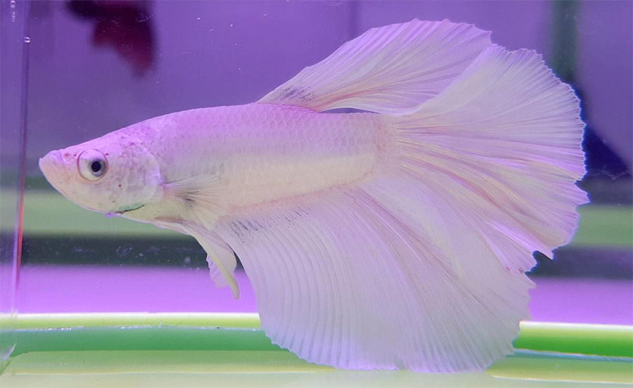 White colored betta fish