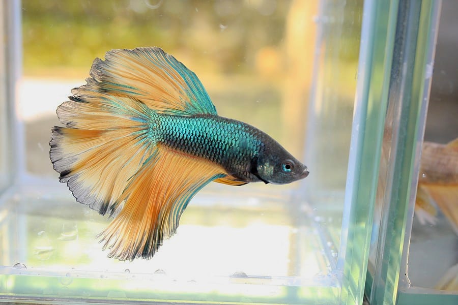 Illustration of a betta fish swimming inside a fish tank