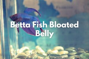 Betta Fish Bloated Belly – Causes, Symptoms and Recommended Treatment