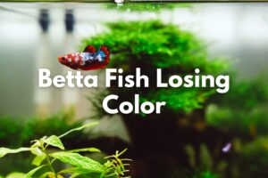 Things to Do When Your Betta Fish Losing Color