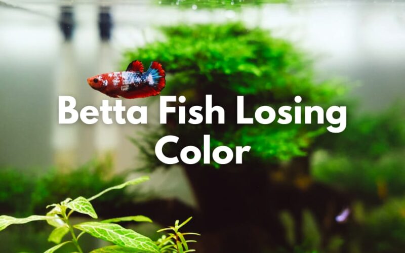 Things to Do When Your Betta Fish Losing Color