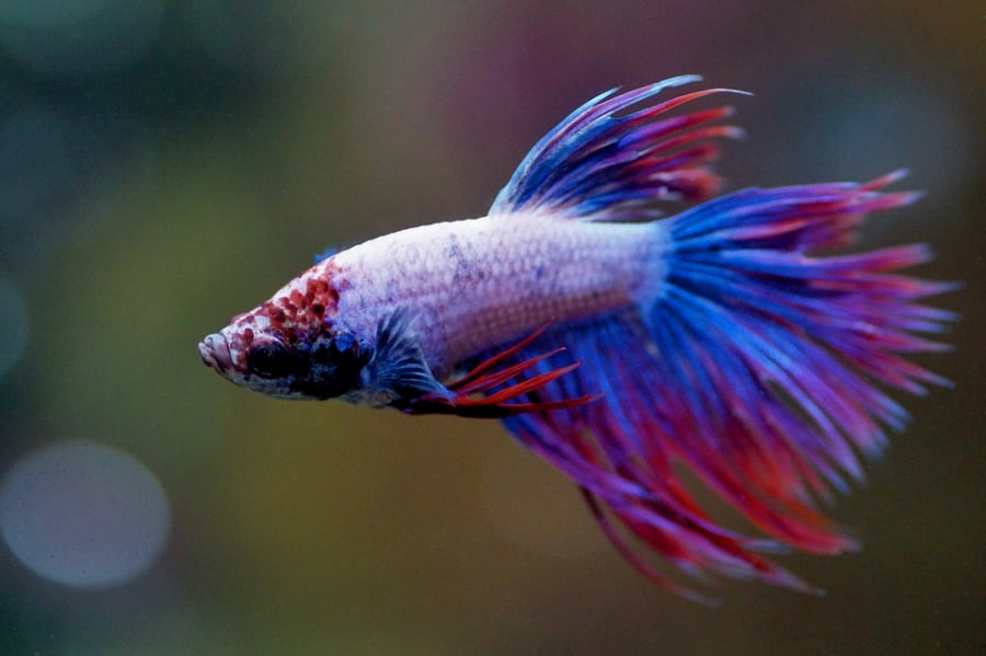 Betta fish do have their own personality or character.