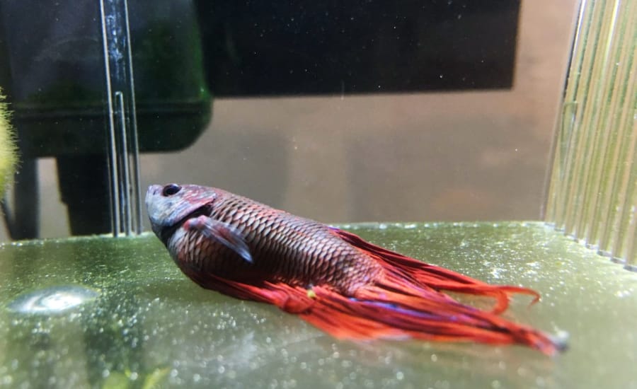 A betta fish died due to dropsy