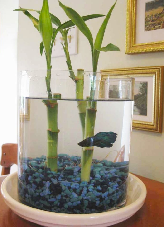 A betta fish inside a vase.
