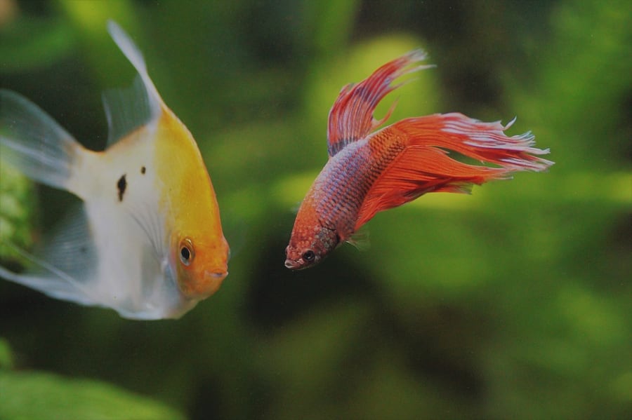 Ilustration of a betta fish inside a fish tank.