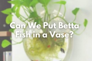 Can I Put My Betta Fish in a Vase or Bowl?