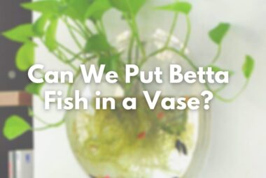 Can I Put My Betta Fish in a Vase or Bowl?