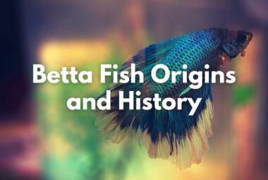 Betta Fish Origins and History