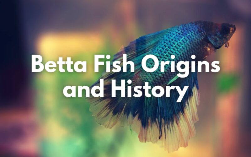 Betta Fish Origins and History