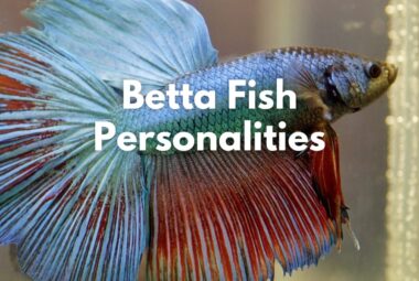 Betta Fish Personality: Everything You Need to Know