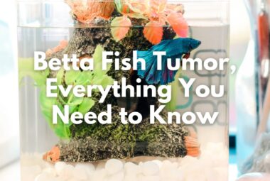 Betta Fish Tumor, Everything You Need to Know About the Symptoms and Treatment