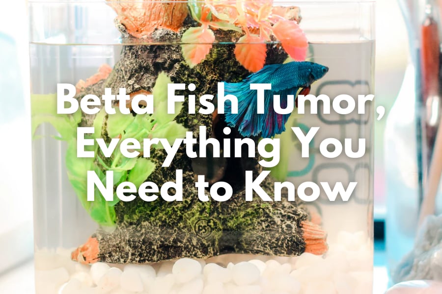 Betta Fish Tumor, Everything You Need to Know About the Symptoms and ...