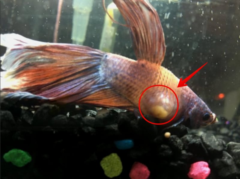 Sign of tumor in betta fish