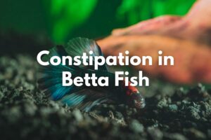 Betta Fish Constipation, Causes, Symptoms and Treatment
