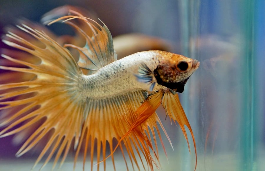 A crown tail betta fish