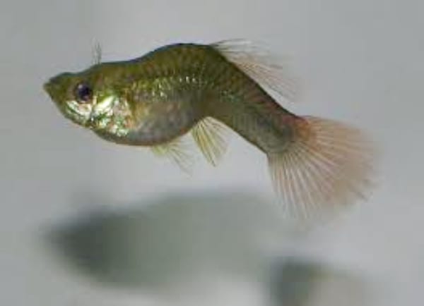 Guppy fish with a bent spine