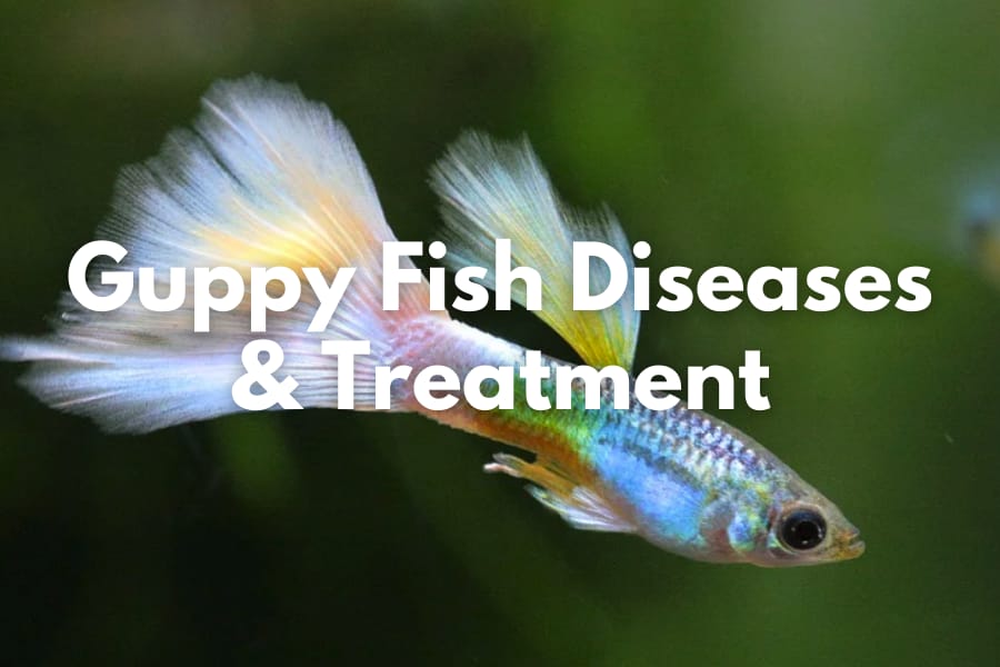 Guppy Diseases And How To Treat Them The Aqua Advisor