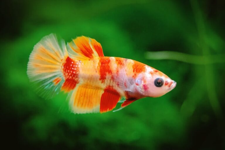 koi beta fish