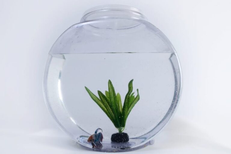 Can I Put My Betta Fish in a Vase or Bowl? The Aqua Advisor