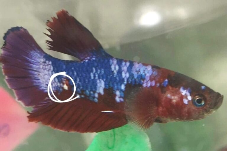 Betta Fish Bloated Belly - Causes, Symptoms And Recommended Treatment ...