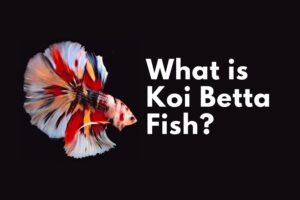 What is Koi Betta Fish?