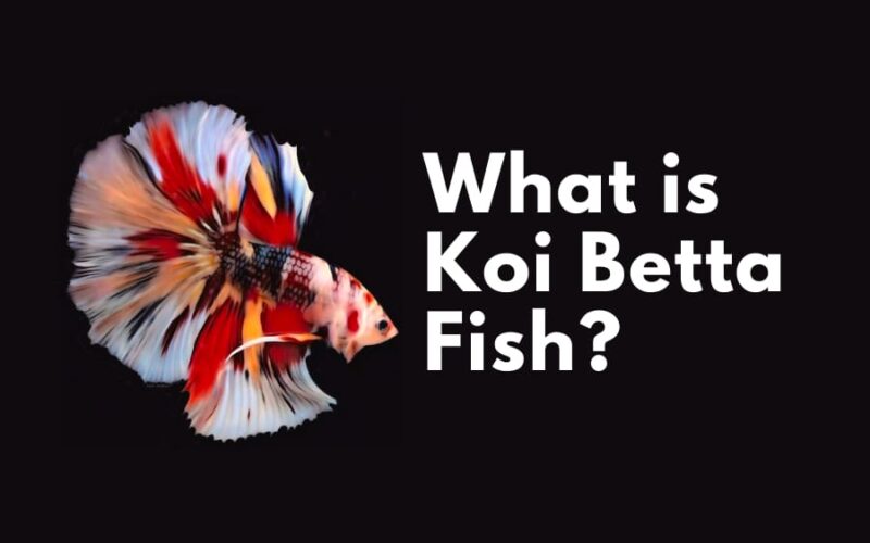What is Koi Betta Fish?