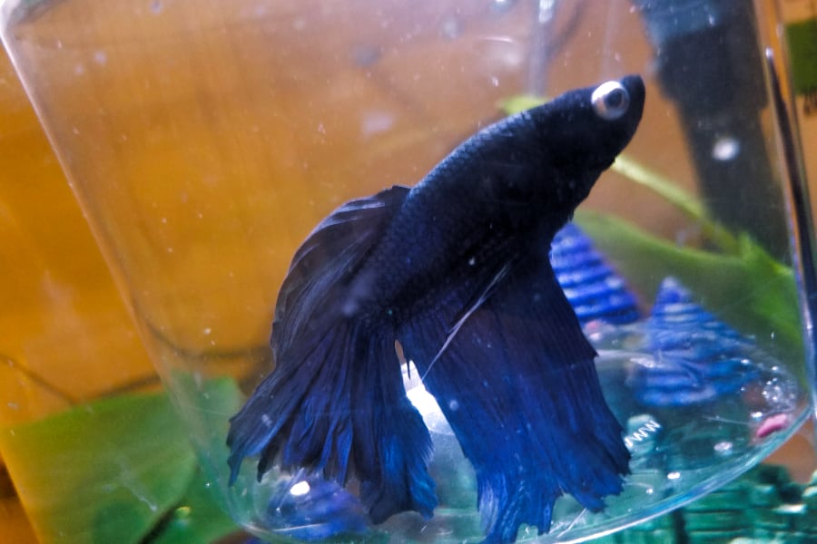 Betta fish with popeye do tends to looks a bit creepy