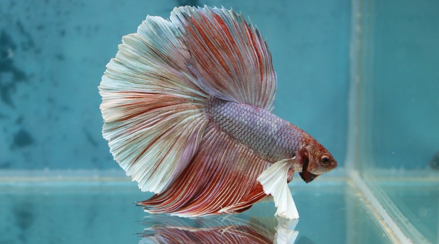History of betta fish, where did they actually come from?