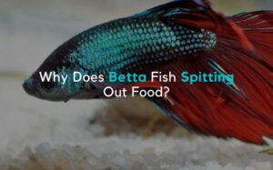 Why Does Betta Fish Spitting Out Food?