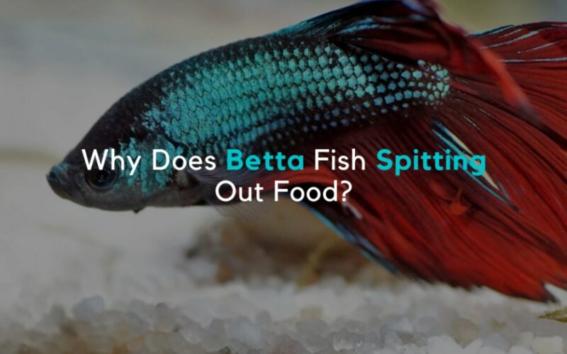 Why Does Betta Fish Spitting Out Food?
