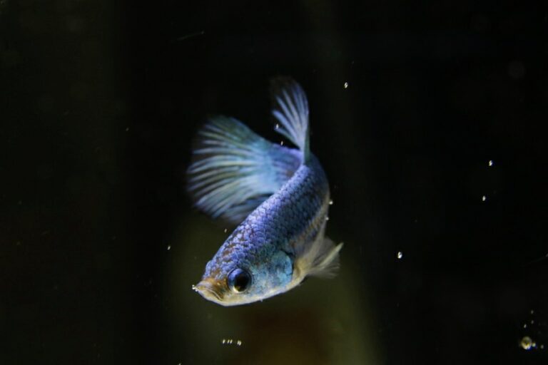 Why Does Betta Fish Spitting Out Food? The Aqua Advisor