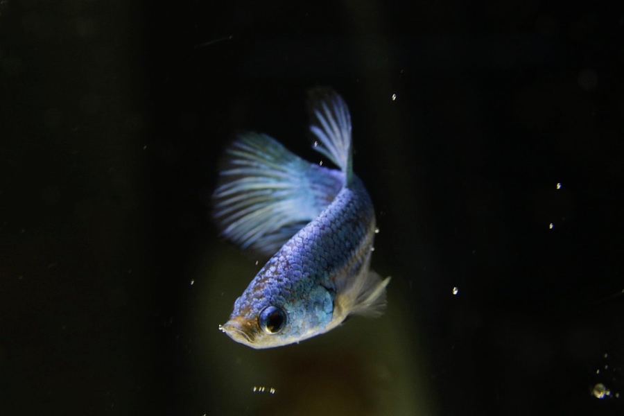 One of the causes of your betta spitting out food is because it might have digestive problem.