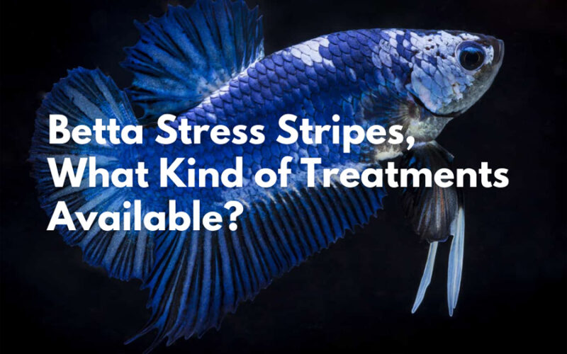 Betta Stress Stripes, What Kind of Treatments Available?