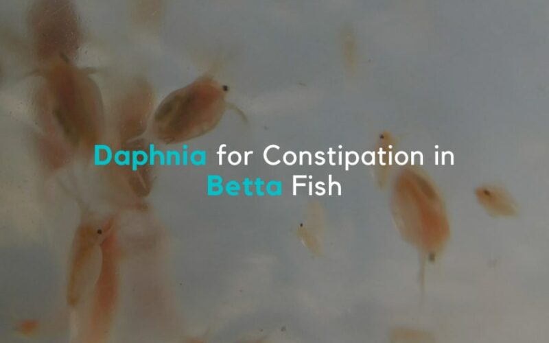 Using Daphnia for Treating Constipation in Betta Fish