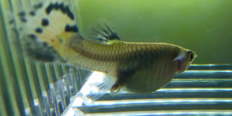 pregnant guppy fish eggs