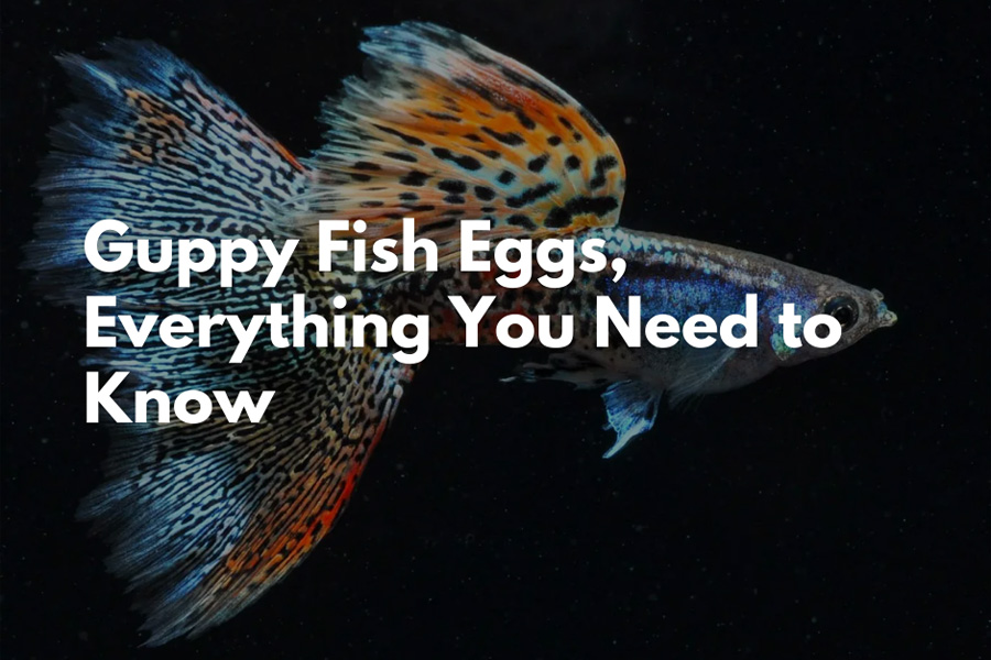 pregnant guppy fish eggs