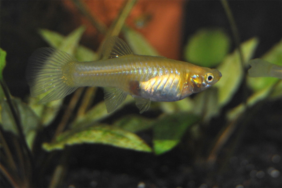 A female guppy fish can produce roughly between 30 to 200 eggs in a single conception.