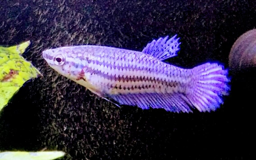 Example of stress betta fish stripes