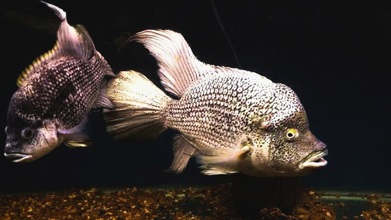 Haitian Cichlid commonly found in rivers and lakes
