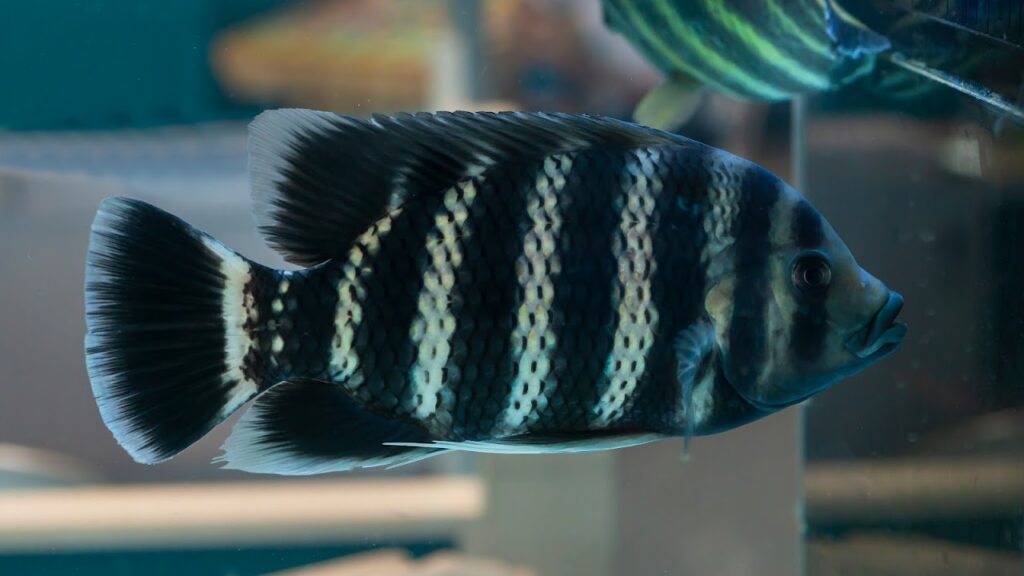 Butterikoferi Cichlid also called Zebra Talipia